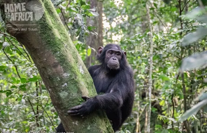 Chimpanzee climbing a moss-covered tree