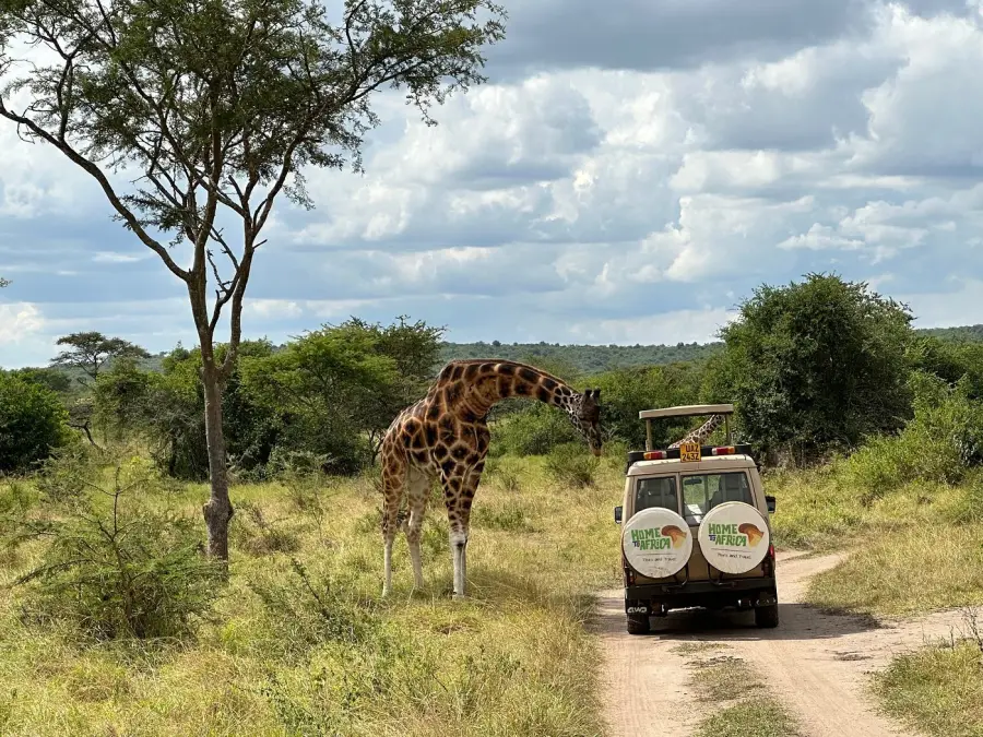 Giraffe beside a safari vehicle on a savanna track