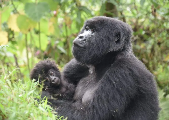 Mother gorilla with her baby