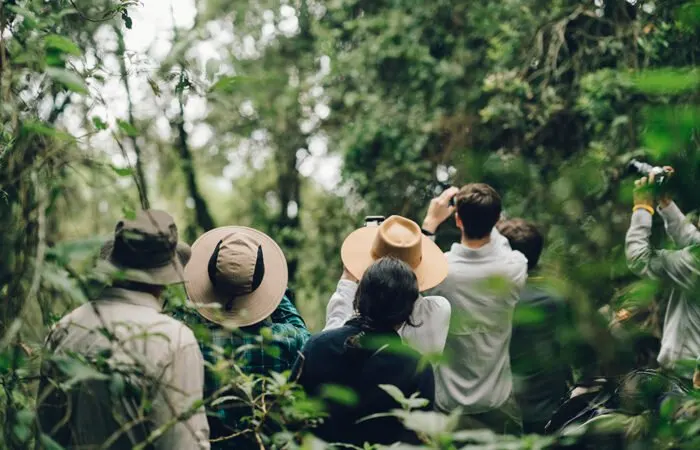 Travellers on a forest trek